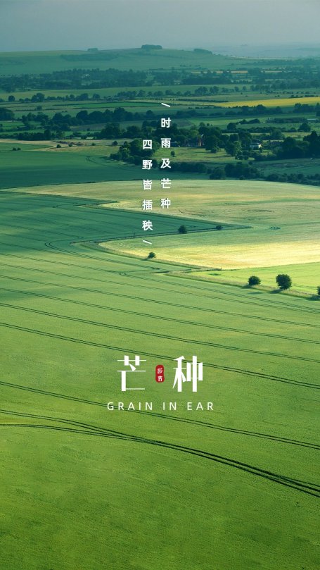 芒种节气祝福实景手机海报