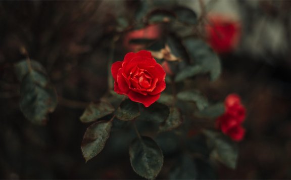 Qkua_1.1 正式版 更新通知