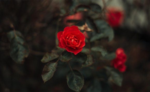 Qkua_1.1 正式版 更新通知